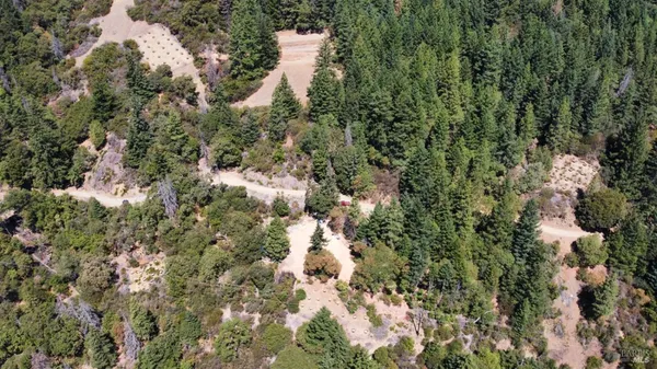 a view of a forest with a house