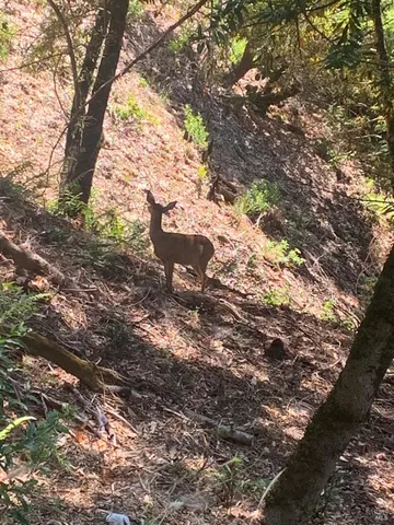 a view of under tree
