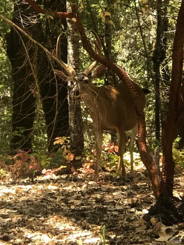 $225,000 | 18040 Tomki Road, Willits, CA 95490