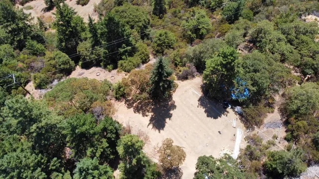 a view of a forest that has a tree