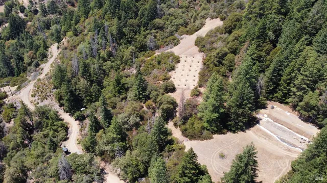 a view of a forest with a tree