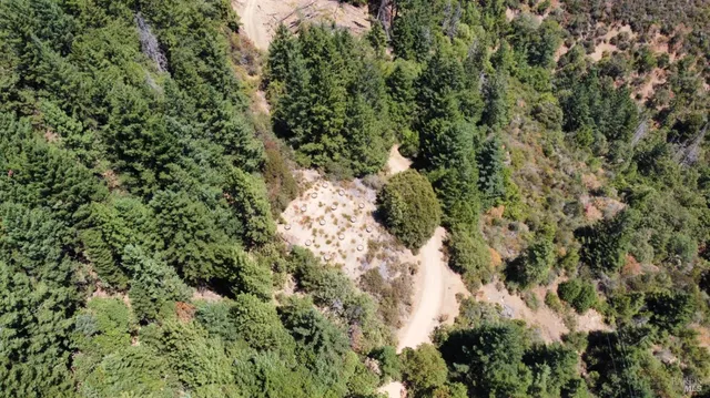 a view of a forest with a tree