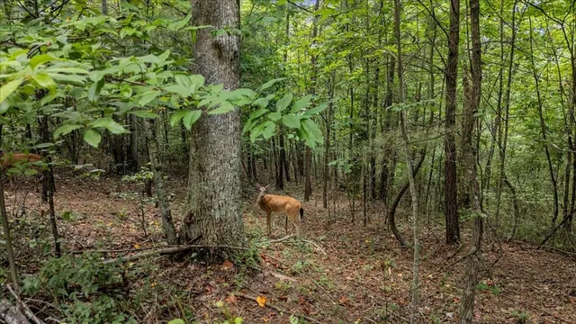 a view of a backyard with plants and large trees