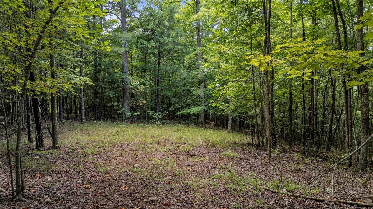 205 Whiskey Way Jasper, TN 37347 - Photo 10 of 21 a view of outdoor space and green space