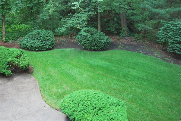 4 Dudley Road Lexington, MA 02421 - Photo 25 of 26 a view of yard with green space
