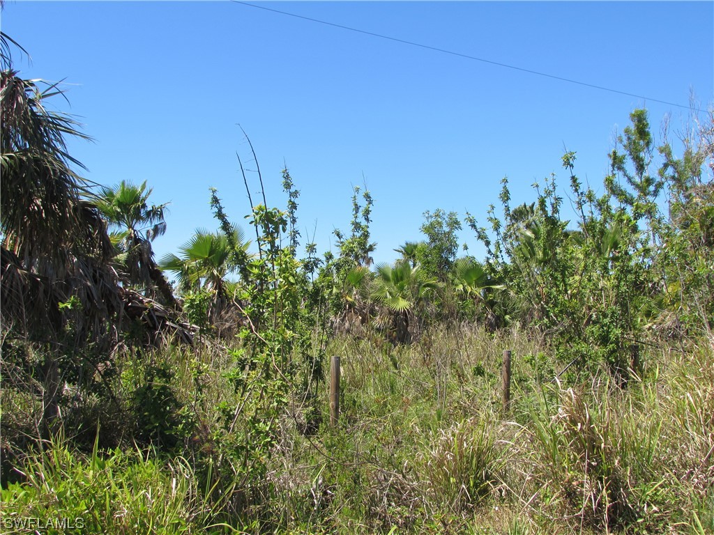 Samadani Lane Bokeelia, FL 33922 - Photo 14 of 17 a view of a plant in a garden