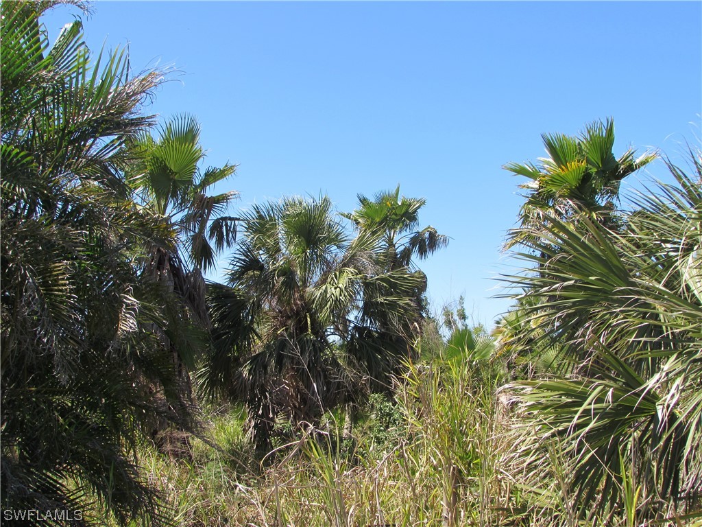 Samadani Lane Bokeelia, FL 33922 - Photo 15 of 17 a view of a plant in a garden