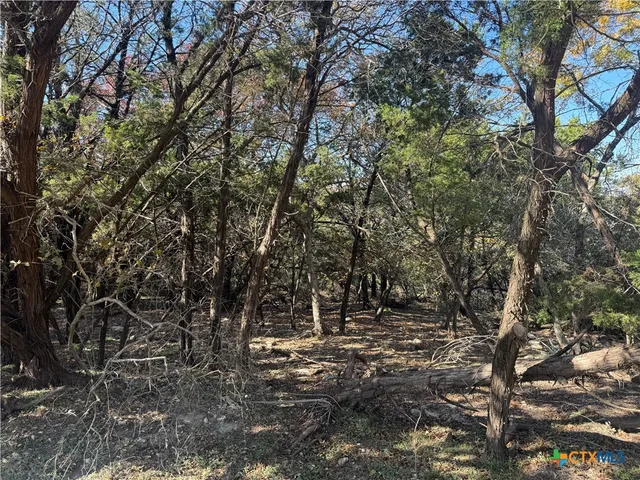 a view of a forest with trees