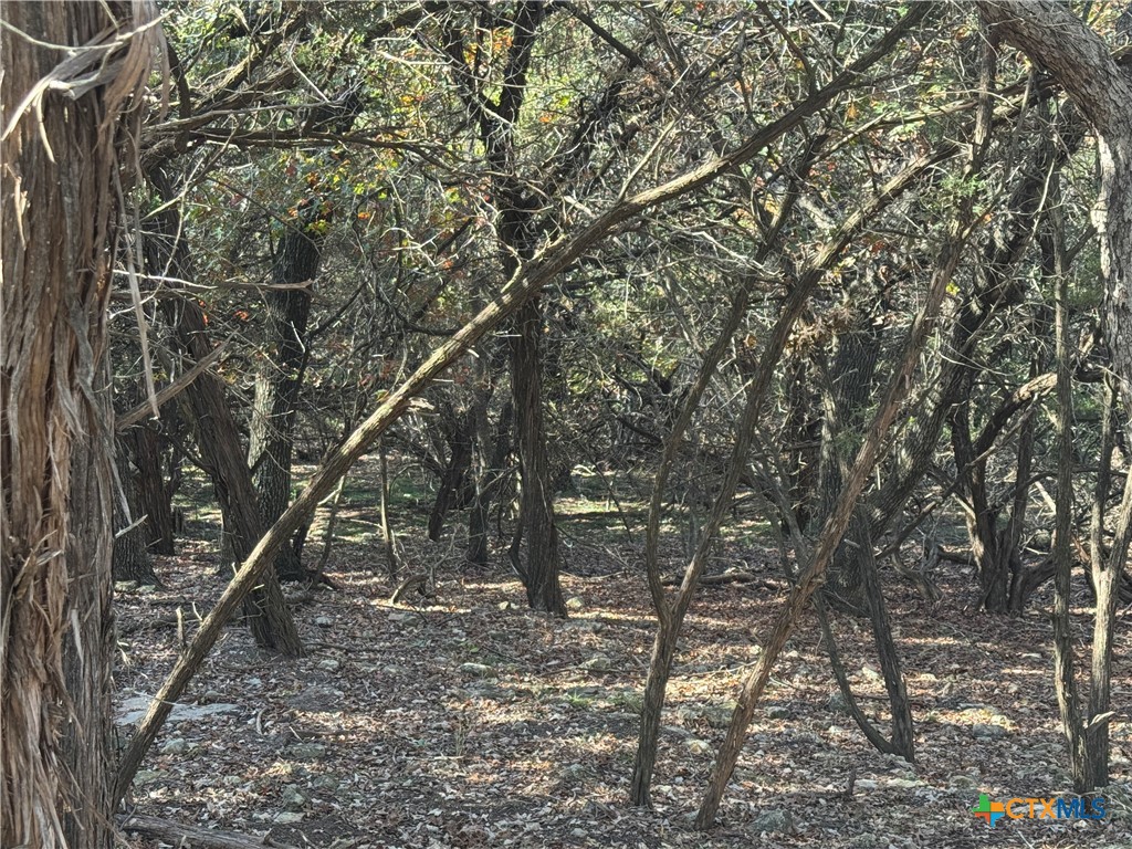 5982 Buggy Ride Road Temple, TX 76502 - Photo 4 of 6 a view of a forest with trees in the background