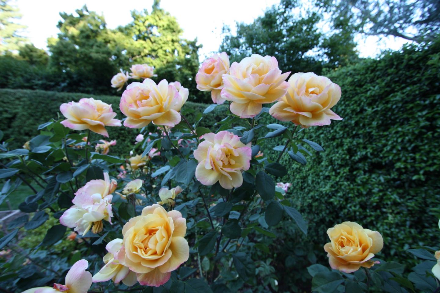 35 Ralston Road Atherton, CA 94027 - Photo 32 of 34