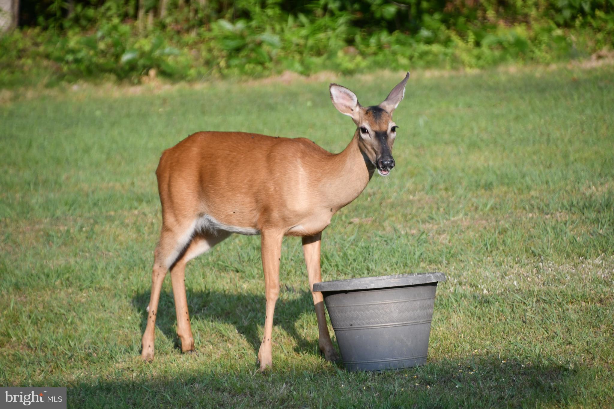 770 Poplar Road Stafford, VA 22556 - Photo 47 of 53