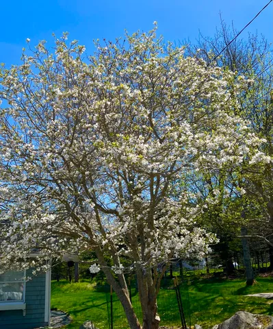 $2,195,000 | 463 Seawall Road, Southwest Harbor, ME 04679