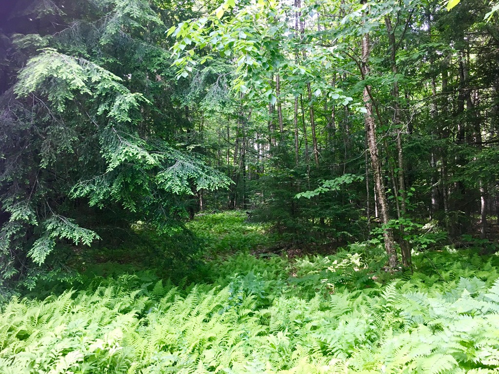 0 Plainfield Road Ashfield, MA 01330 - Photo 1 of 10