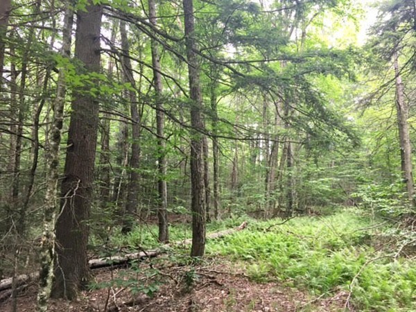 0 Plainfield Road Ashfield, MA 01330 - Photo 3 of 10
