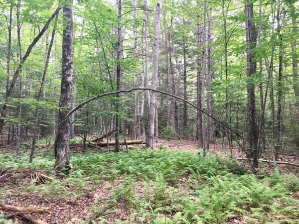 0 Plainfield Road Ashfield, MA 01330 - Photo 4 of 10