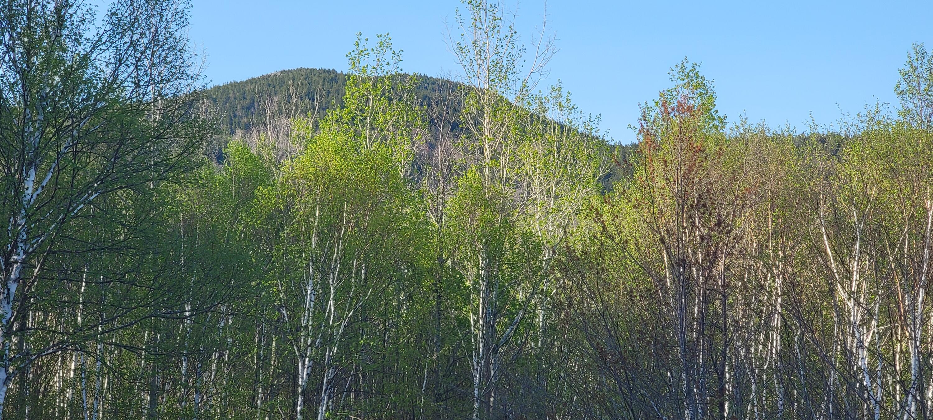 376 Ackley Pond Rd Mount Mount Chase, ME 04765 - Photo 20 of 56 20220513_172923