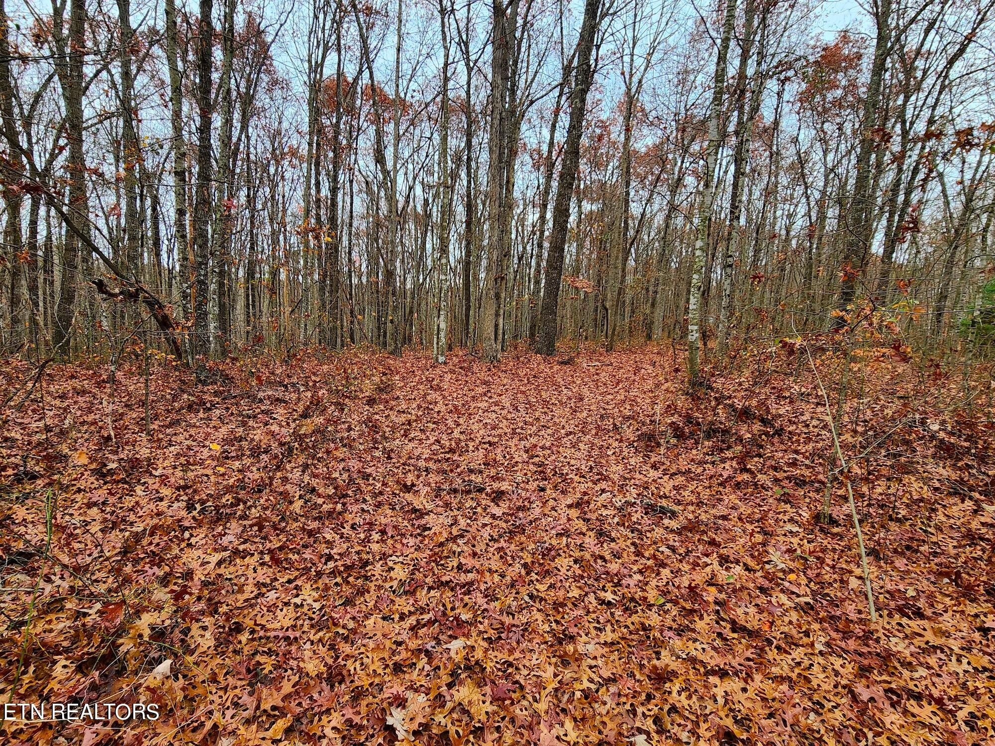 1006 Joe Barnett Road Jamestown, TN 38556 - Photo 15 of 40 Gallery Image 15