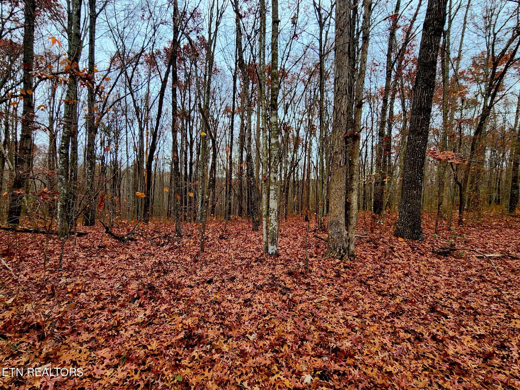 1006 Joe Barnett Road Jamestown, TN 38556 - Photo 17 of 40 Gallery Image 17