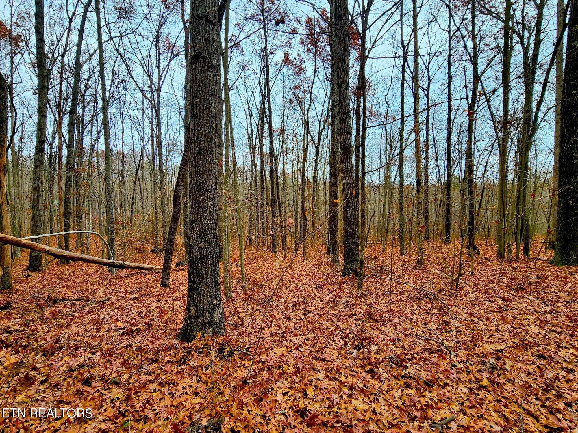 1006 Joe Barnett Road Jamestown, TN 38556 - Photo 2 of 40 Gallery Image 2