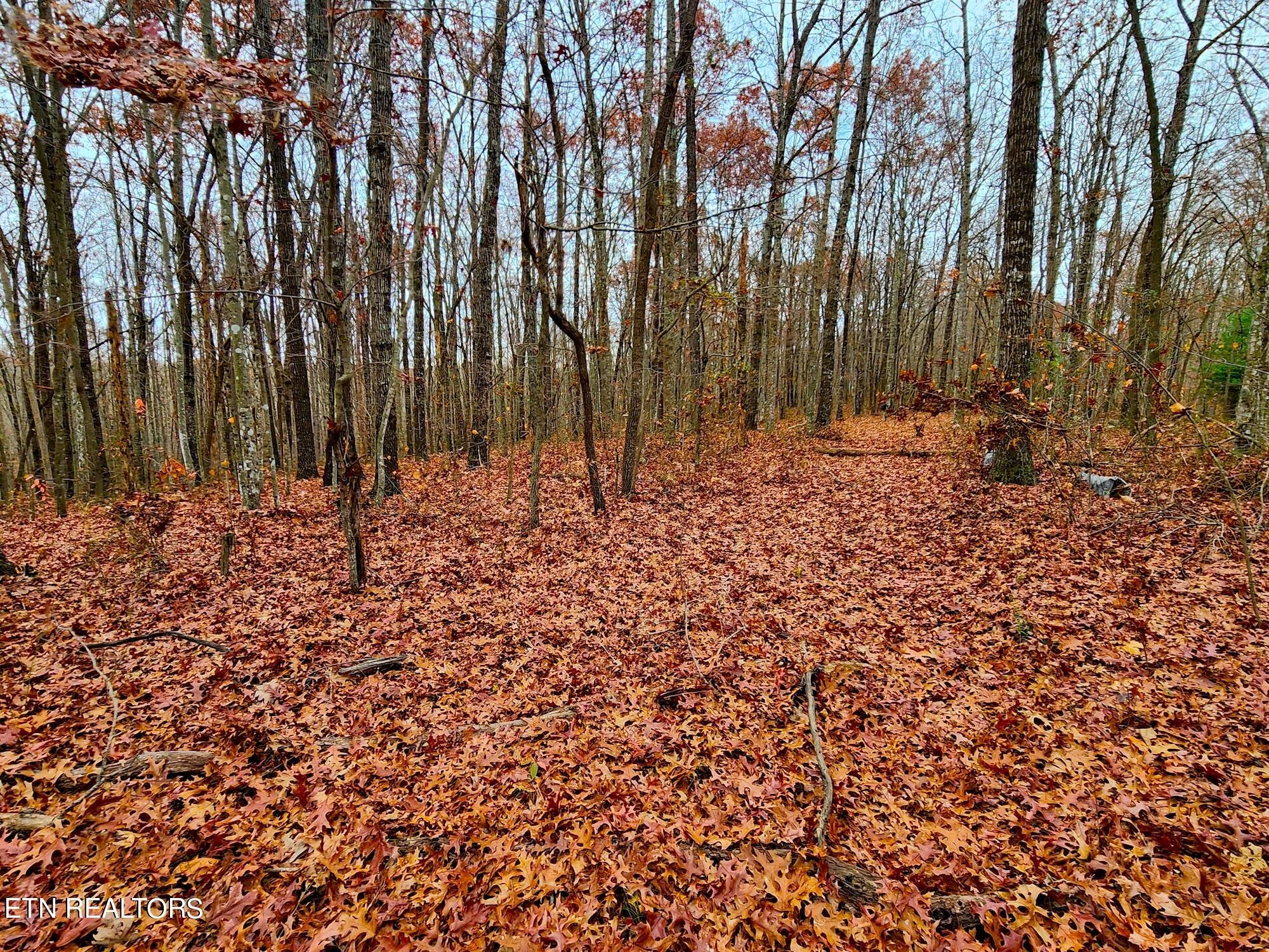1006 Joe Barnett Road Jamestown, TN 38556 - Photo 22 of 40 Gallery Image 22