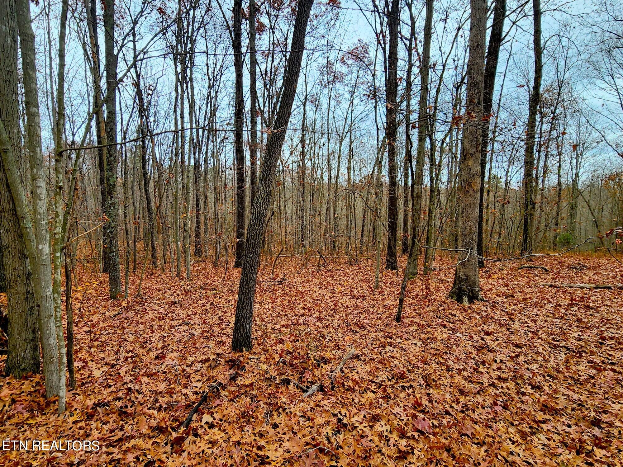 1006 Joe Barnett Road Jamestown, TN 38556 - Photo 3 of 40 Gallery Image 3