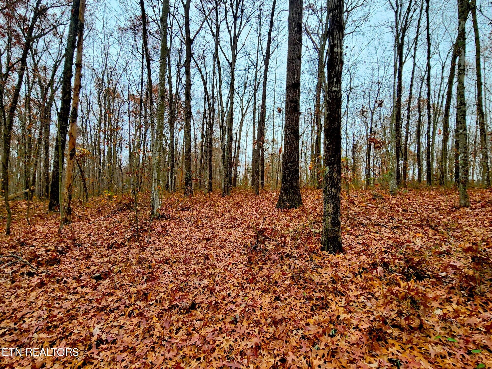 1006 Joe Barnett Road Jamestown, TN 38556 - Photo 34 of 40 Gallery Image 34