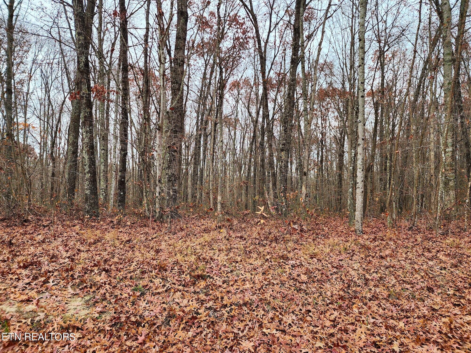 1006 Joe Barnett Road Jamestown, TN 38556 - Photo 4 of 40 Gallery Image 4