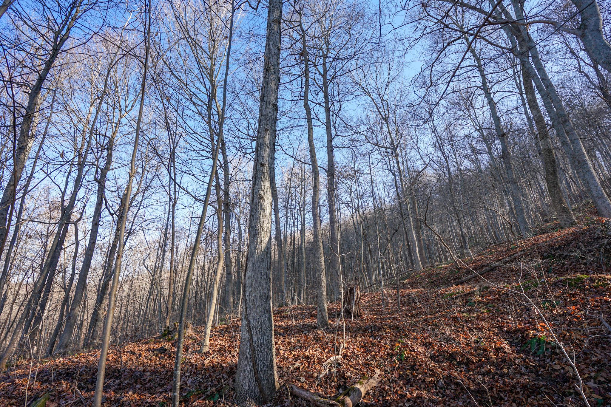 2430 Long Lick Road Stout, OH 45684 - Photo 25 of 47 DSC09738