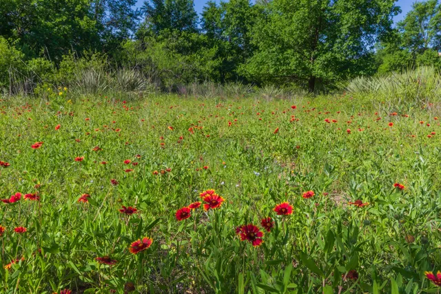 a view of a garden