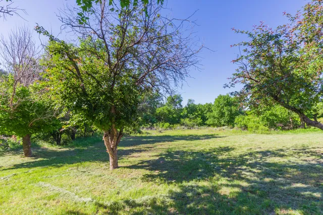 a view of a forest with trees in the background