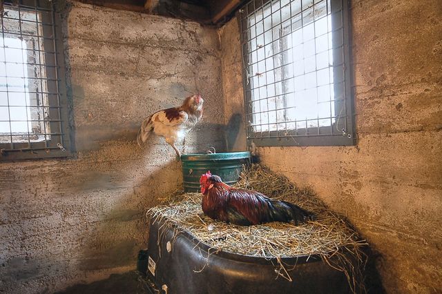 41 West 419 Plato Road Elgin, IL 60124 - Photo 57 of 82