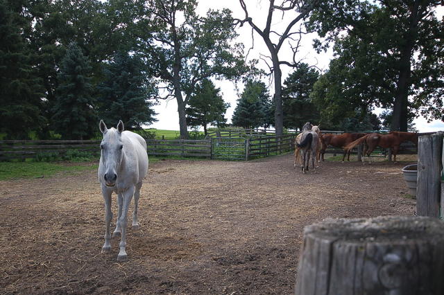 41 West 419 Plato Road Elgin, IL 60124 - Photo 67 of 82