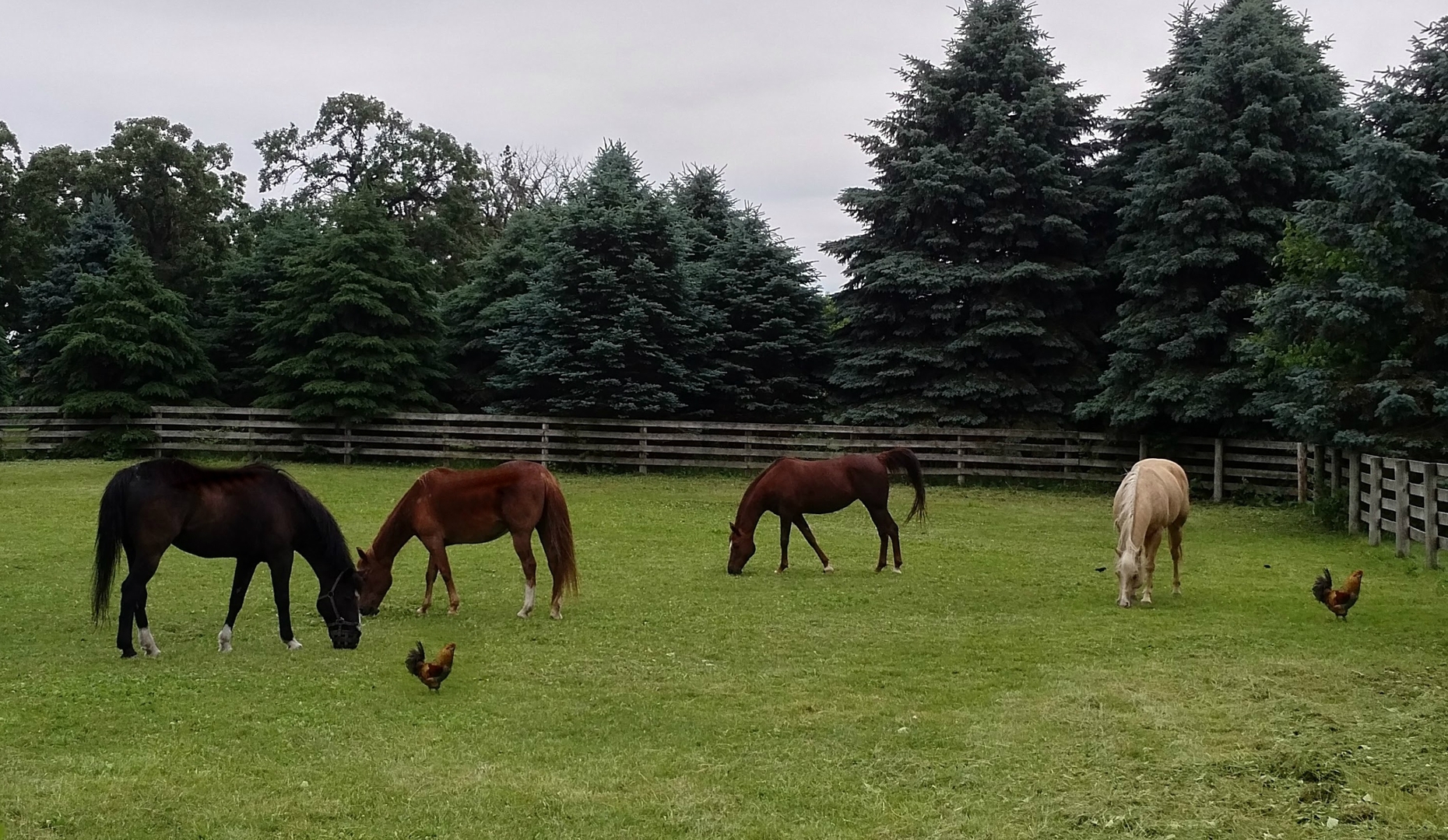 41 West 419 Plato Road Elgin, IL 60124 - Photo 76 of 82