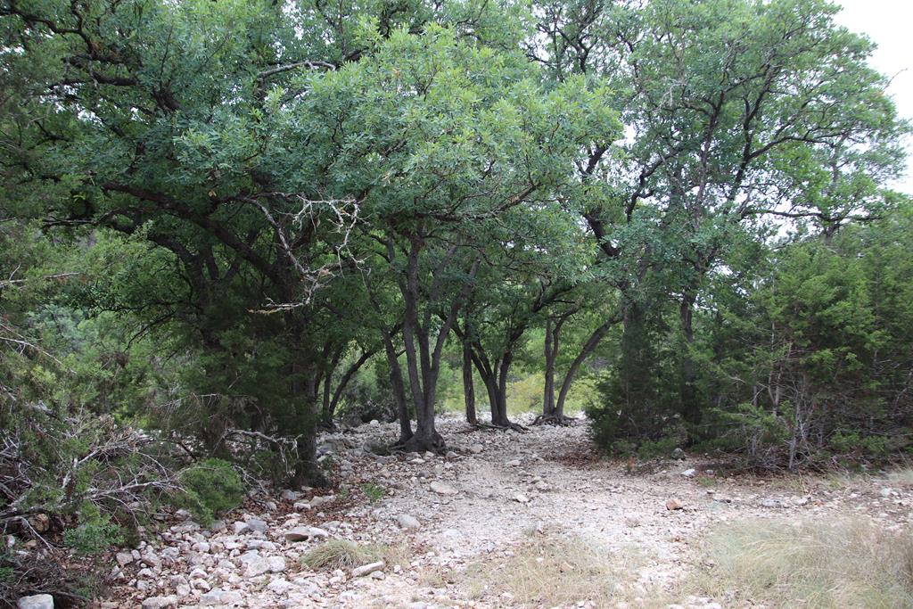 2521 Sd 31600 Rocksprings, TX 78880 - Photo 34 of 58 a view of a forest with trees in the background