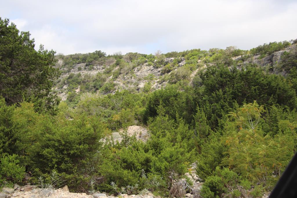 2521 Sd 31600 Rocksprings, TX 78880 - Photo 56 of 58 a view of a forest with a lush green forest