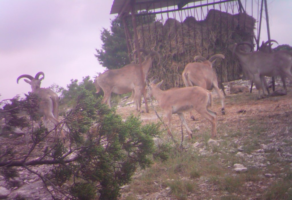 2521 Sd 31600 Rocksprings, TX 78880 - Photo 9 of 58 a view of a yard