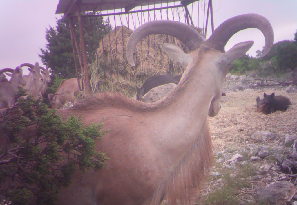 2521 Sd 31600 Rocksprings, TX 78880 - Photo 10 of 58