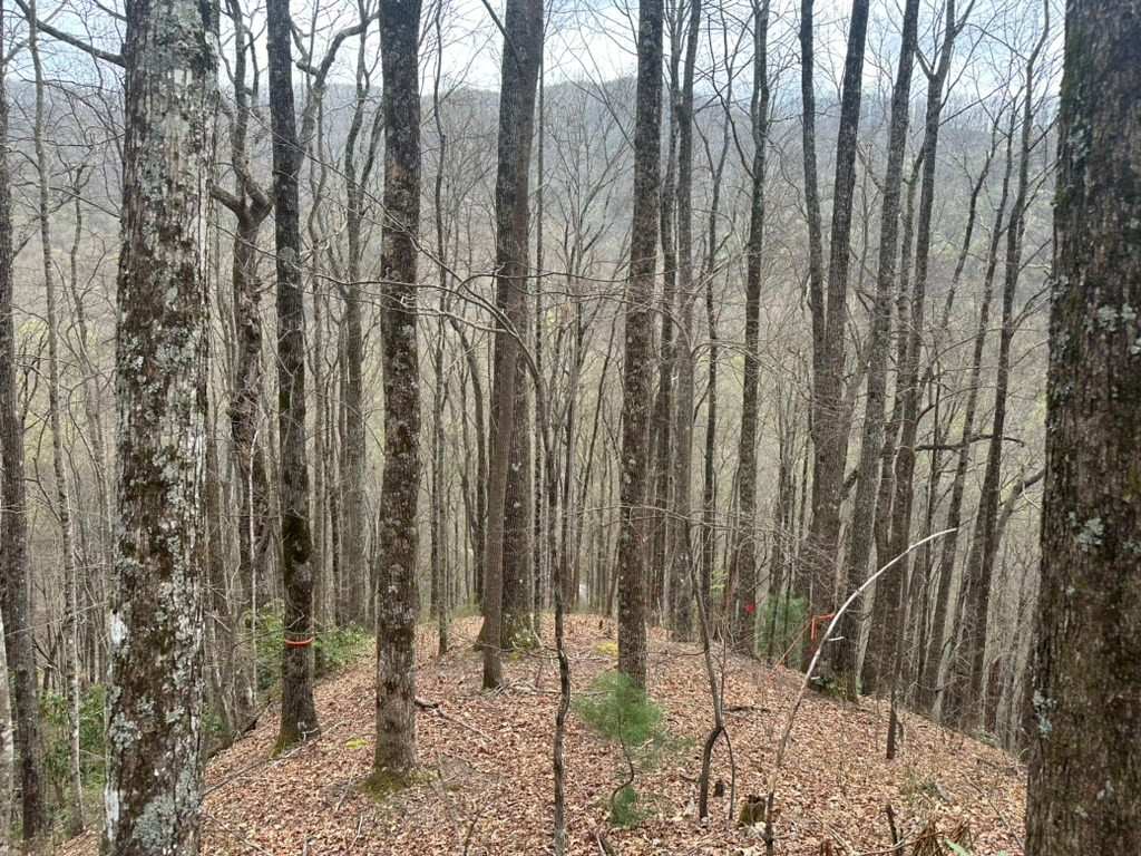 Tbd Clearview Lane Murphy, NC 28906 - Photo 28 of 29 Timber