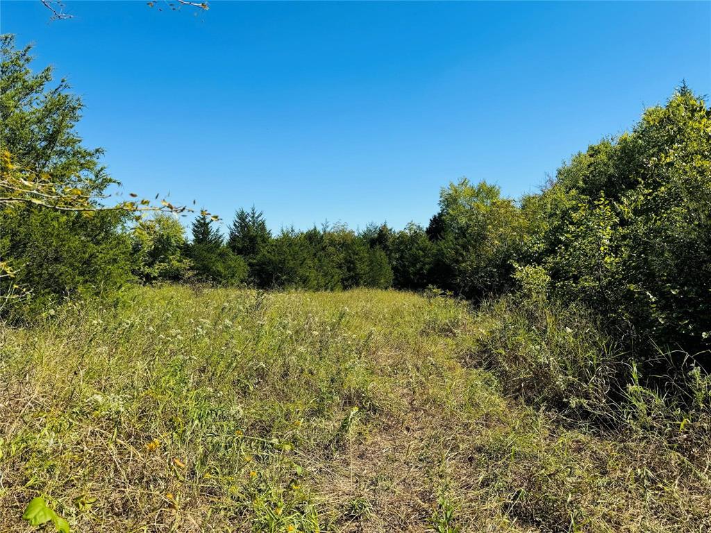 Tbd County Road 3045 Bonham, TX 75438 - Photo 11 of 14 a view of a yard with a tree