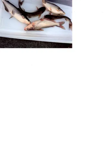 $145,000 | 11941 West Hollyhill Street, Plantersville, TX 77363