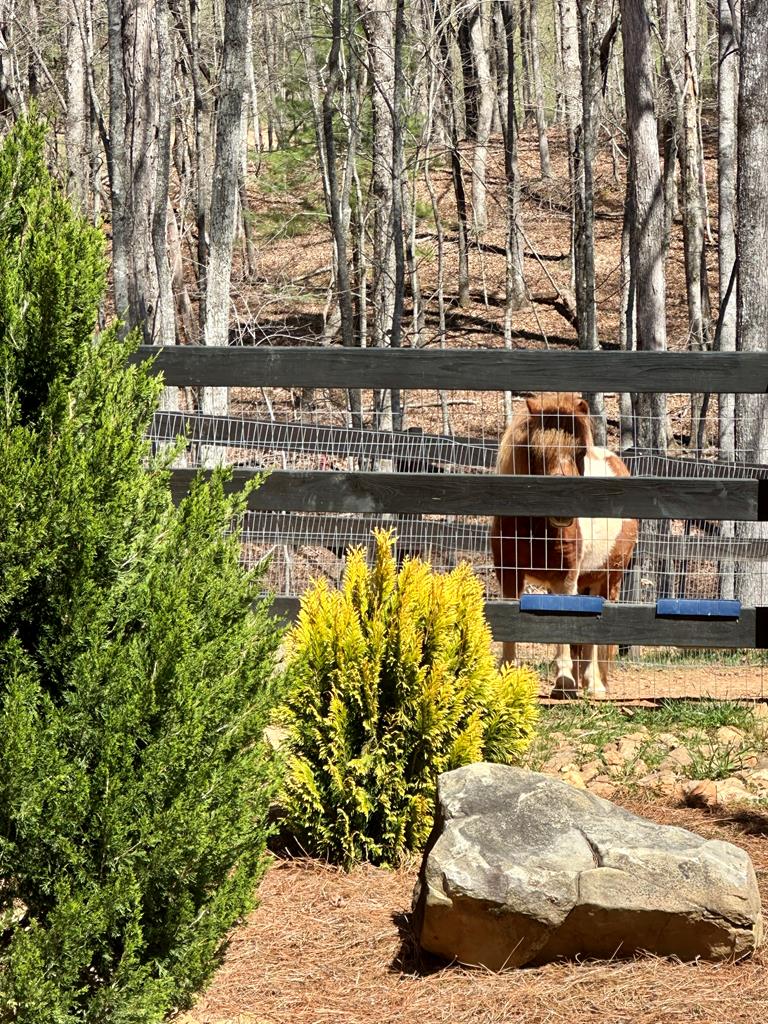554 Tipton Springs Road Morganton, GA 30560 - Photo 35 of 74