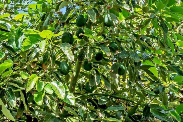 $850,000 | 30311 Circle R Lane, Valley Center, CA 92082