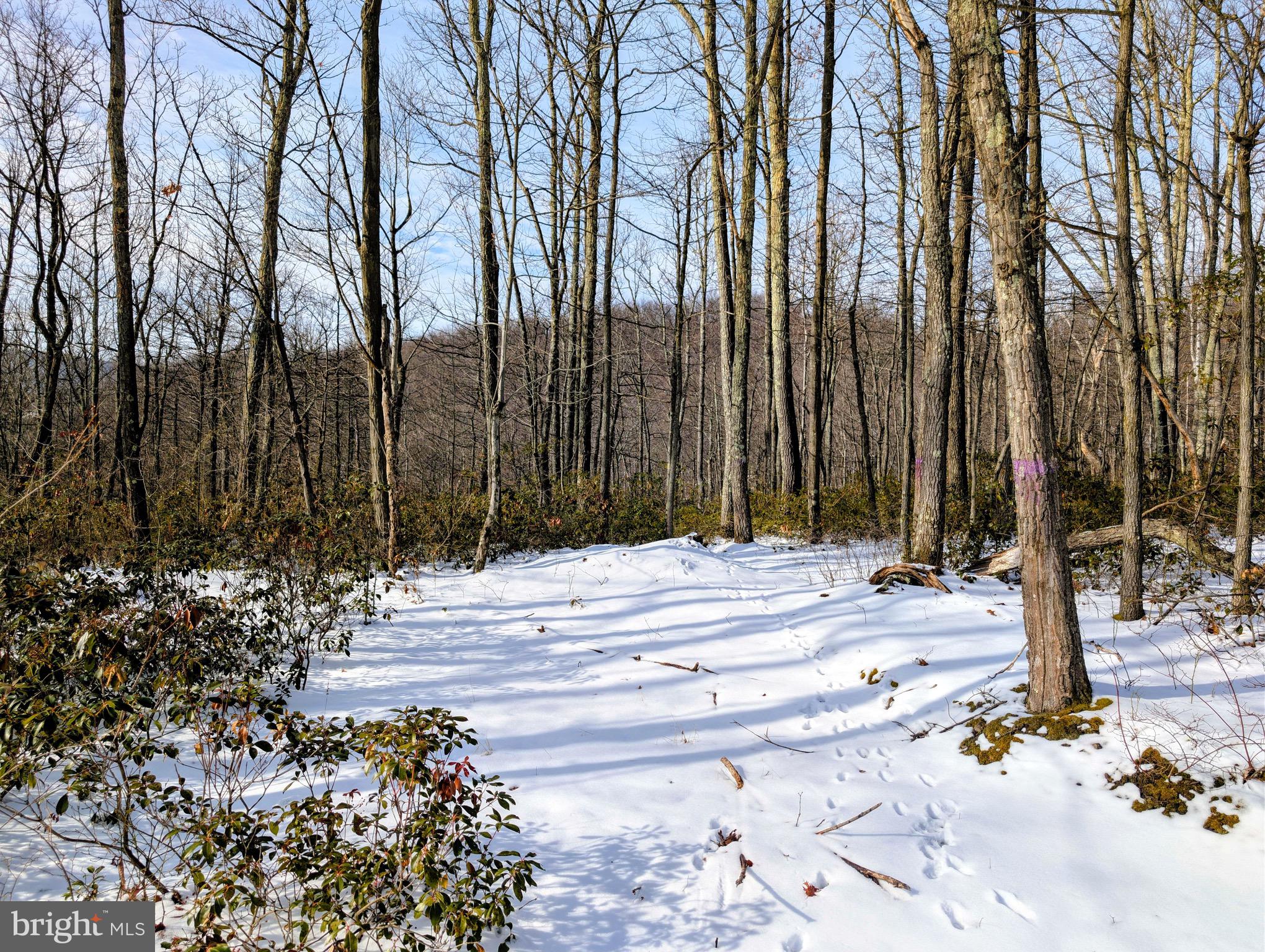 247 Short Cut Road Alum Bank, PA 15521 - Photo 7 of 15 a view of a backyard of the house