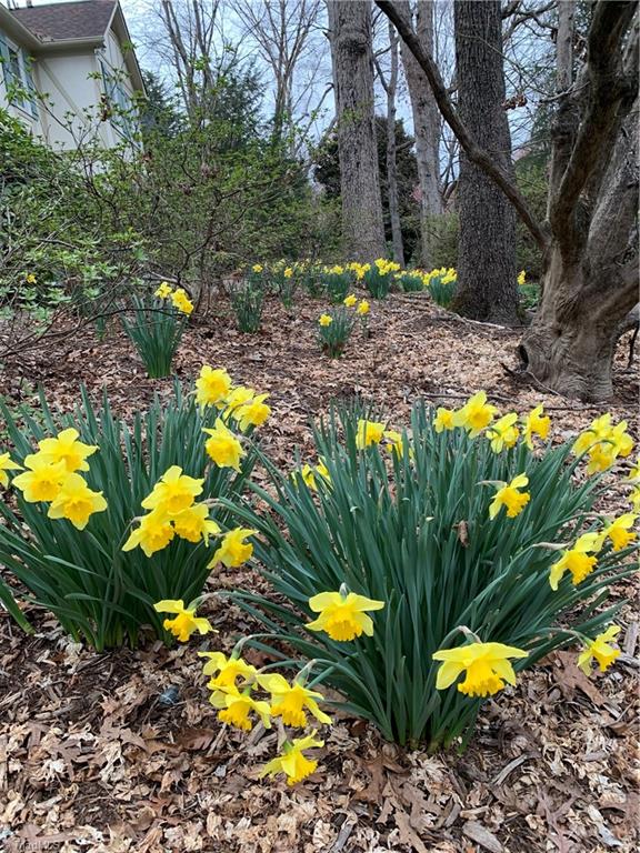 972 Bryanplace Road Winston-Salem, NC 27104 - Photo 34 of 39 Spring flowers