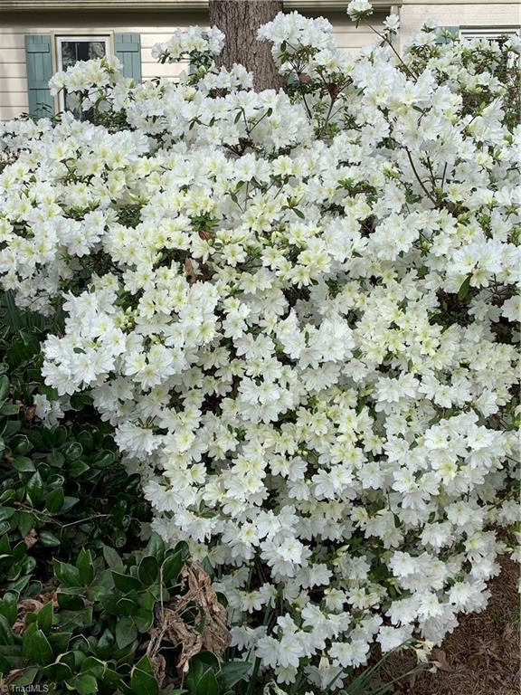 972 Bryanplace Road Winston-Salem, NC 27104 - Photo 35 of 39 Spring Flowers