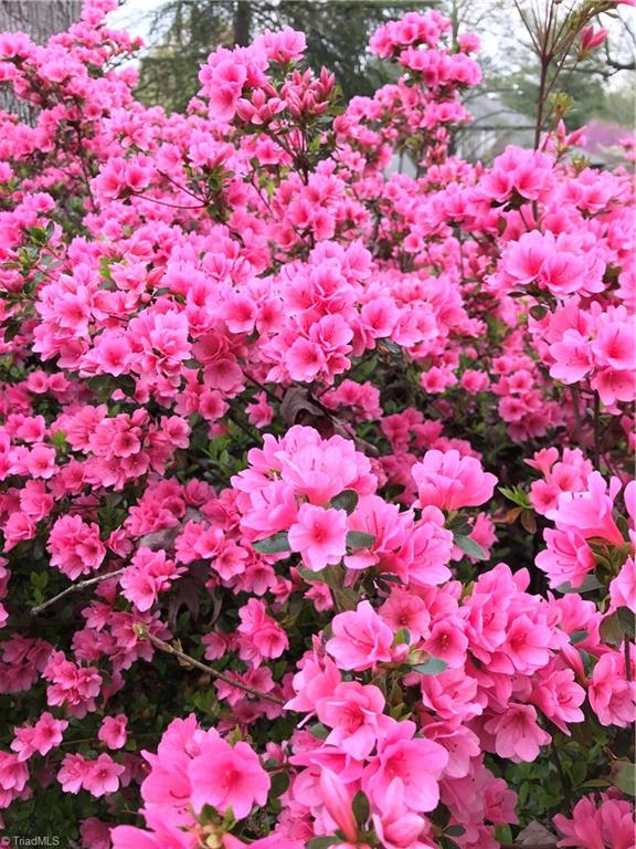 972 Bryanplace Road Winston-Salem, NC 27104 - Photo 39 of 39 Spring Flowers