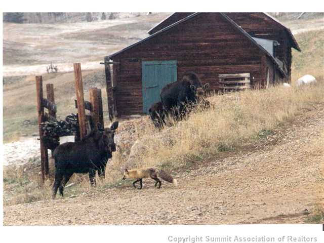 1555 South Ruby Road Silverthorne, CO 80498 - Photo 15 of 25 Other. Moose family and a fox
