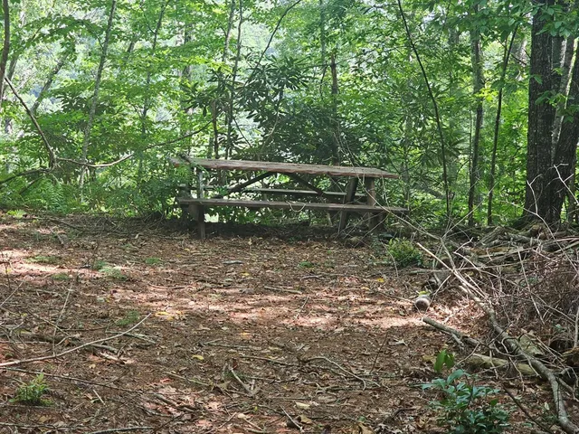 a view of a forest with trees in the background