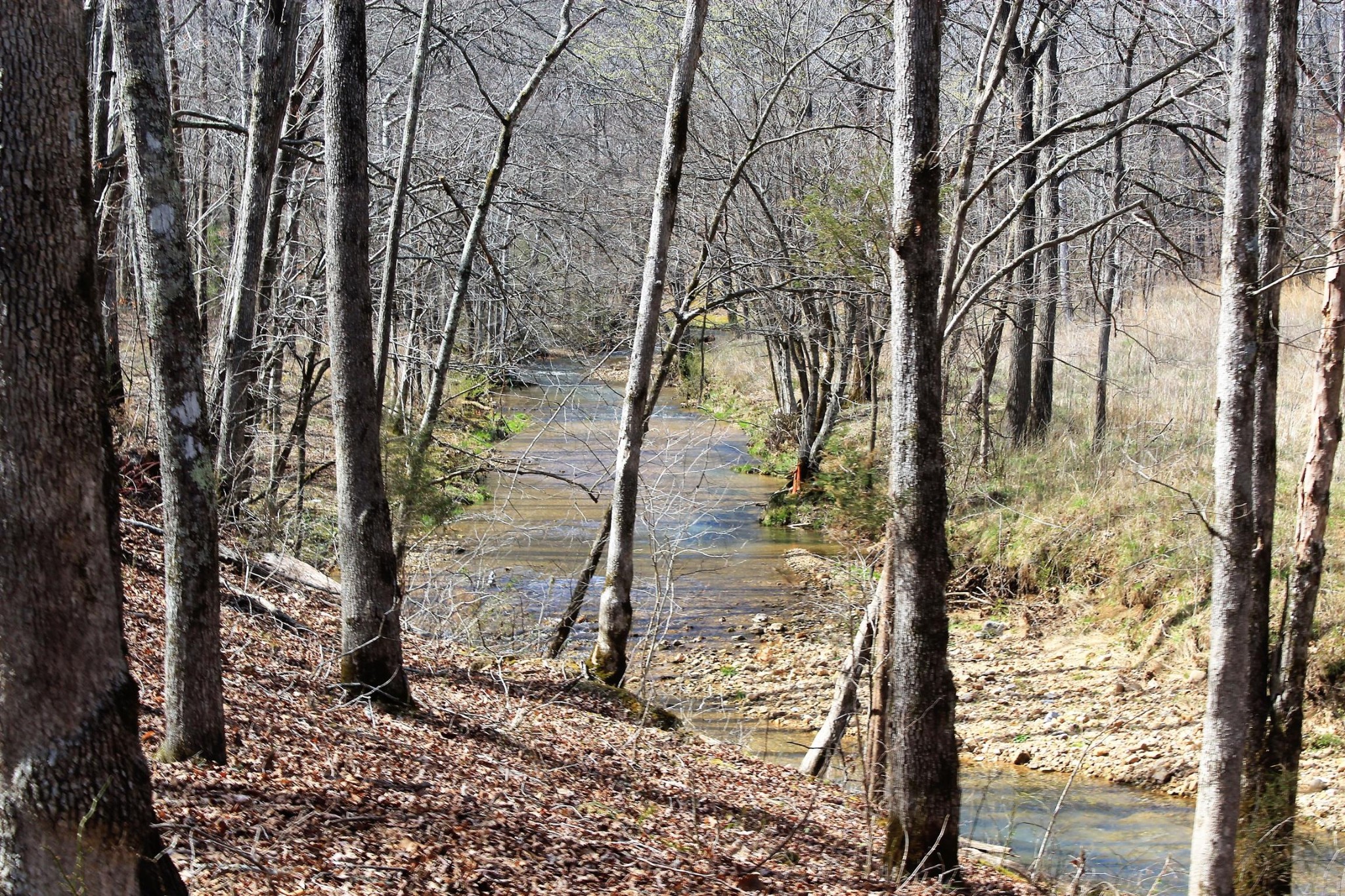 201 Rackley Road Hohenwald, TN 38462 - Photo 12 of 30 Gallery Image 12