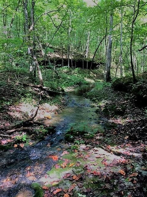 201 Rackley Road Hohenwald, TN 38462 - Photo 14 of 30 Gallery Image 14